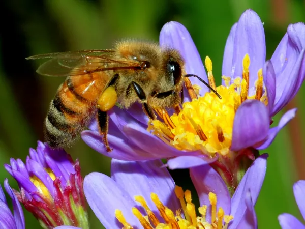 Image for event: Honey Bees: Just a Bug or Not? (Adults)