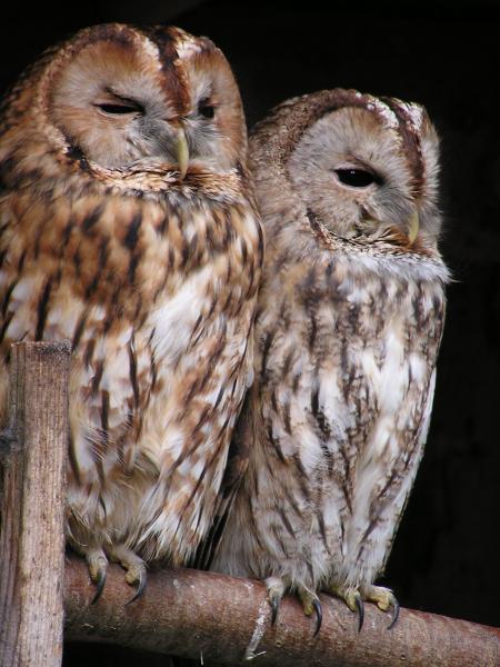 Image for event: Owl Babies and Other Nocturnal Creatures (All Ages)